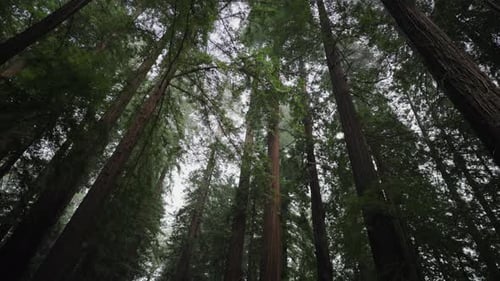 Redwood Forest Trail with Person Walking Among Tall Trees in California