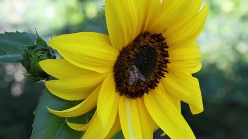 Close up of a bumblebee crawling on a sunflower