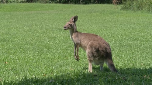 Kangaroo Standing Tall in a Green Field