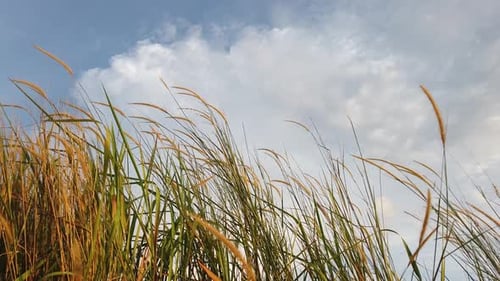close up of grass in the wind against a clear sky background