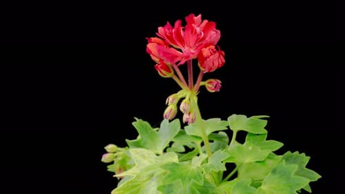 Time Lapse of Red Flower Blooming