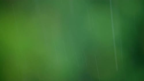 Heavy Rain Against the Background of the Forest