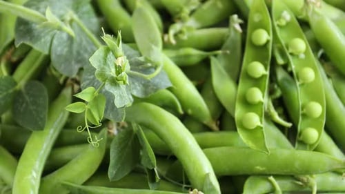 Frische grüne Erbsen in Schoten auf dem Tisch, drehend. Nahaufnahme