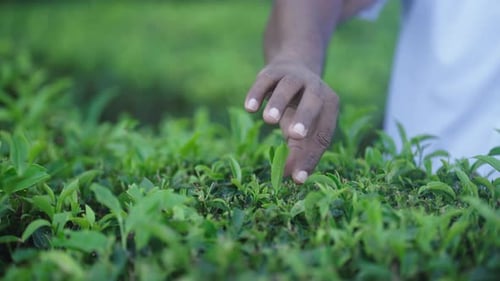 Man Picks Tea Leaves 1