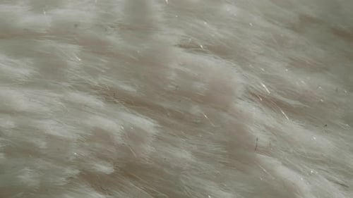 Macro Detail Texture Background with Sweet Rose Pink Fur or Woman Hair Rose Pink Color Beautiful