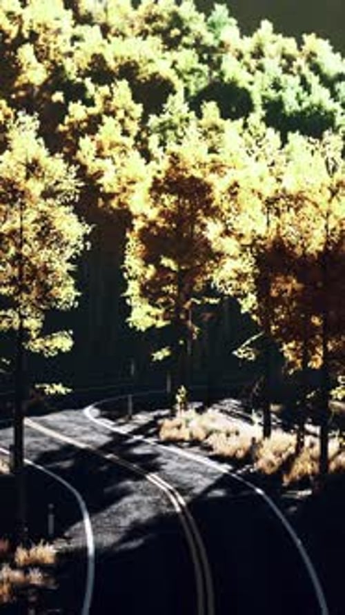 Curvy Asphalt Road Through Forest in Autumn