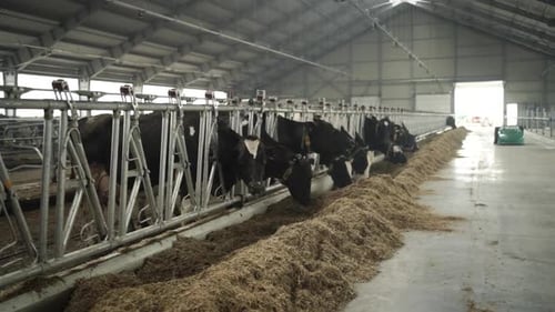 Feeding Cows on a dairy farm. Cattle of cows