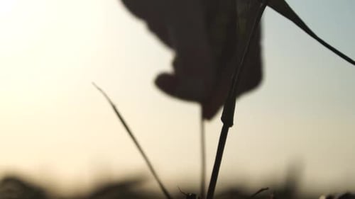 Woman Wheat Field Agronomist Senior Woman Farmer Check Golden Ripe Barley Spikes in Cultivated Field