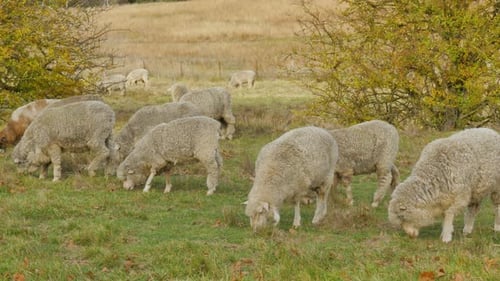Schafe fressen Gras auf einer eingezäunten Koppel