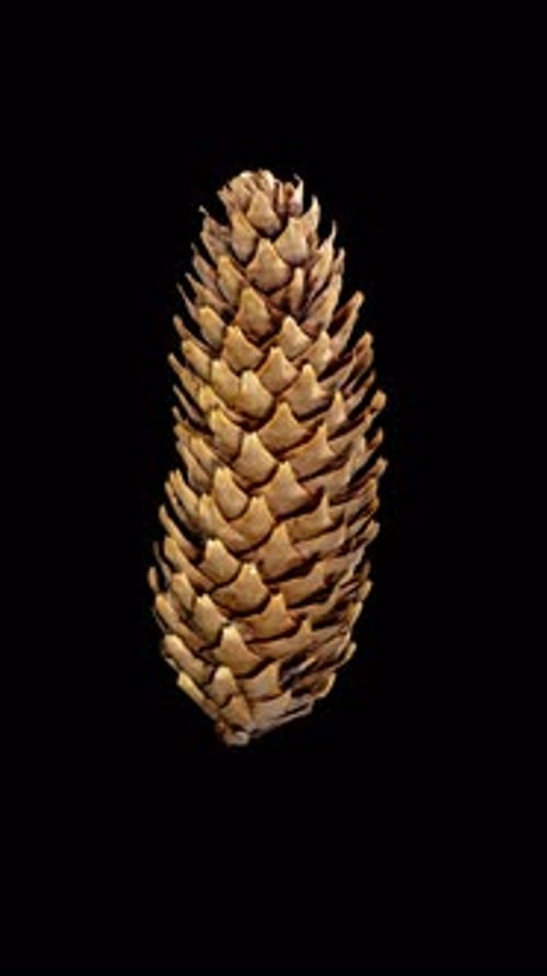 Pine Cone Opening in Time Lapse on a Black Background. Fir Tree Cone Moving Isolated on Black
