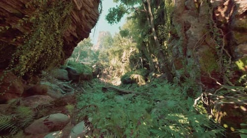 A Forest Filled with Lots of Trees and Plants