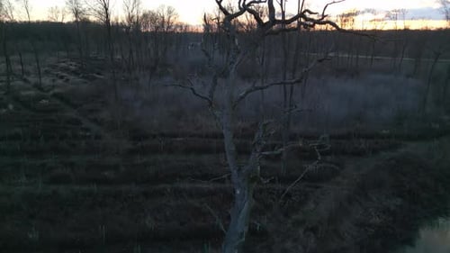 Leafless Dead Tree In The Field With Narrow Creek. - aerial