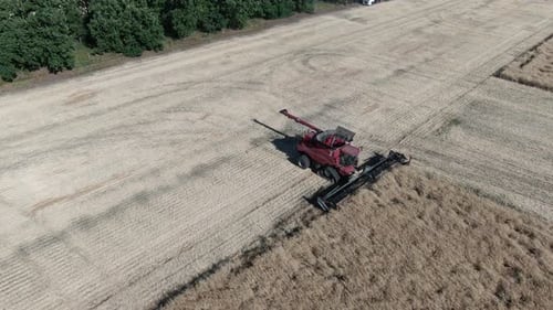 Aerial footage of the combine harvester doing work on the fields of colza, 4k