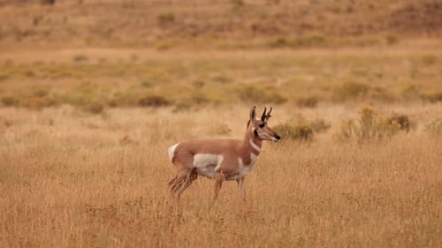 Pronghorn in Yellowstone National Park