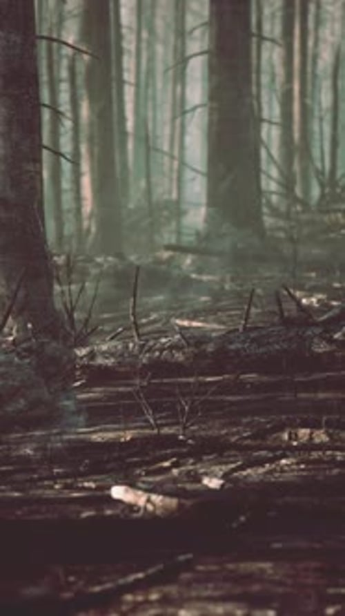 Forest Fire and Fallen Tree is Burned to the Ground with a Lot of Smoke