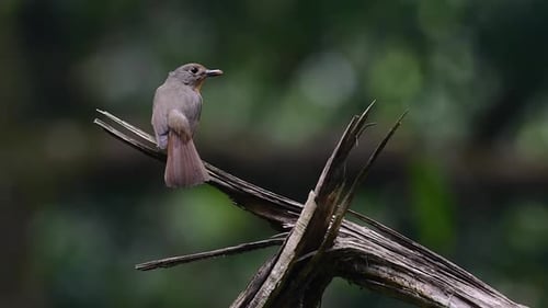 The Hill Blue Flycatcher is found at high elevation habitat it has blue feathers and orange-like bre