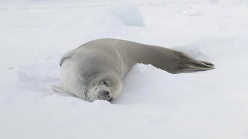 Weddell Seal Baby Play Muzzle Closeup View