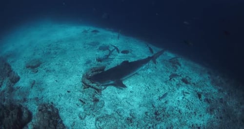 Tiger Shark on Deep in Blue Ocean Diving with Tiger Sharks in Maldives