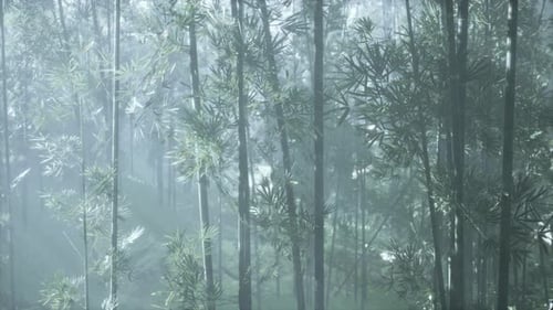 A Serene Bamboo Forest Covered in a Mystical Fog