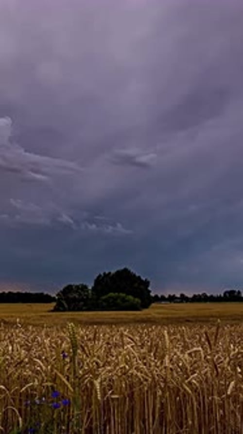 Timelapse Over Rural Wheat Field with Moving Clouds