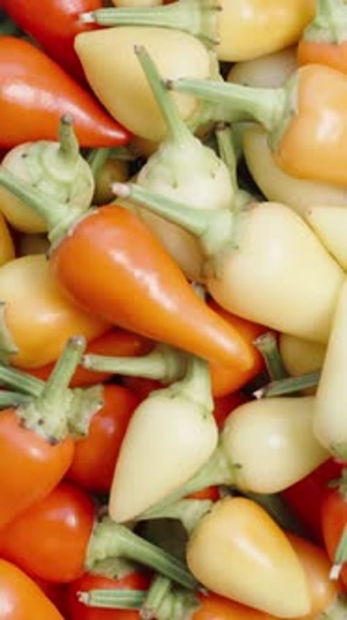 Colorful Peppers Displayed in a Close Up Vertical Shot