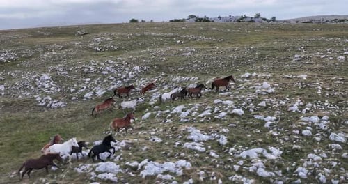 Horses Run Together Across Rocky Grassy Plain