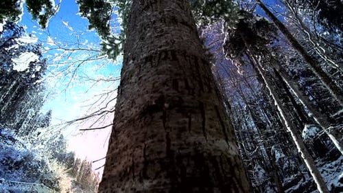 Snow Fall Winter Wonderland in Forest Landscape Scenery