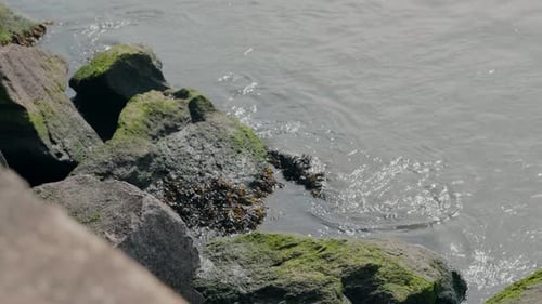 Gentle Waves Washing Over Mossy Rocks