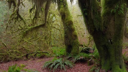 Moosbedeckte Bäume in einem nebligen gemäßigten Regenwald