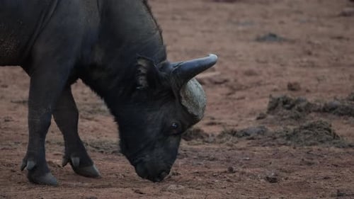 African Buffalo Walking in the Savannah