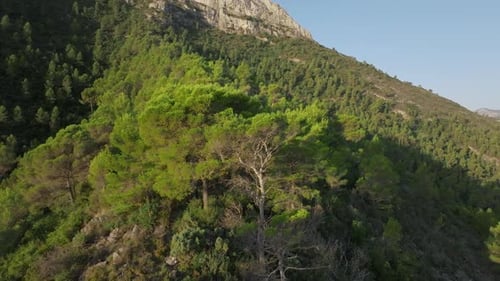Lush Green Forest Mountain View