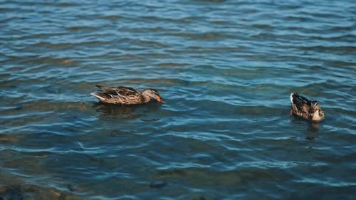 Two duck swimming on the peaceful water of a lake. Mallards looking for food in the water