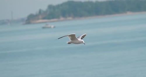 A seagull quickly flies over the ocean as the camera tracks a profile shot.