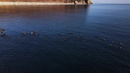 Entenherde gleiten anmutig im Wasser Ruhige Luftaufnahme Herde wunderschöner Enten Wilde Natur