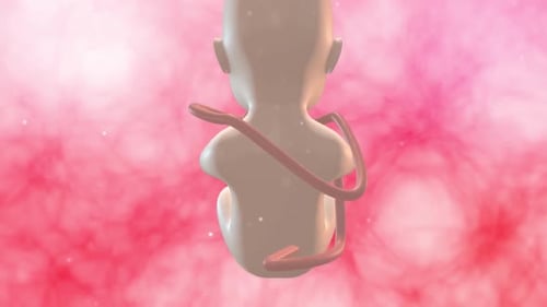 3D gerenderte, medizinisch genaue Darstellung eines Fötus