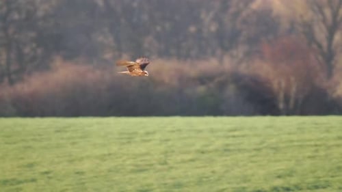 Marsh Harrier hunting