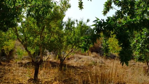 Trees