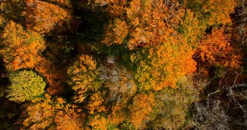 Aerial View Of Vibrant Autumn Forest