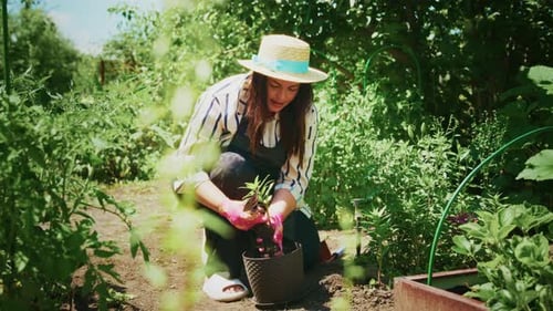 Woman Gardening in a Lush Green Environment Planting Seedlings in a Vibrant Vegetable Garden