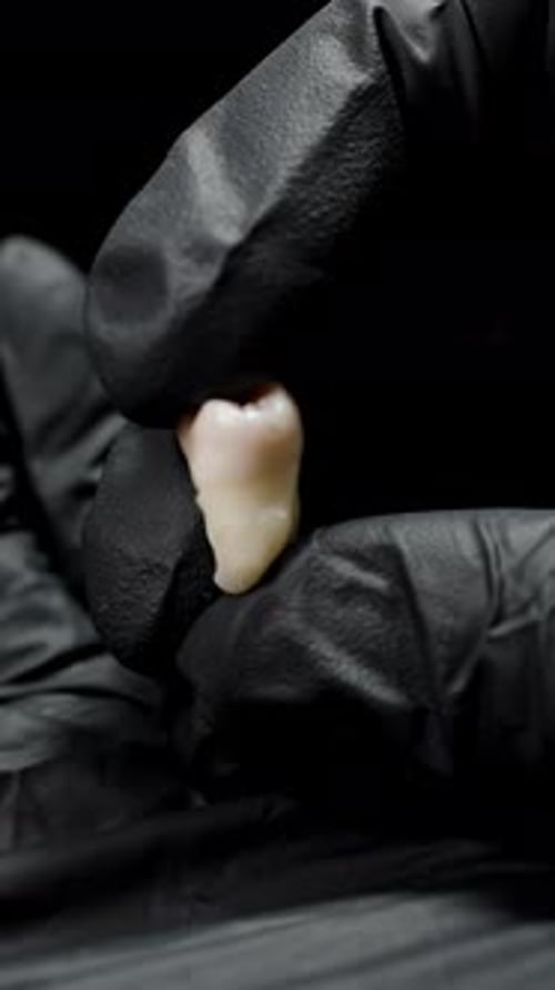Close up of a Human Tooth in Gloved Hand