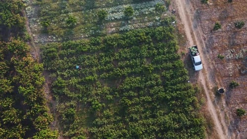 Aerial view of workers harvesting organic vegetables into baskets in the morning.