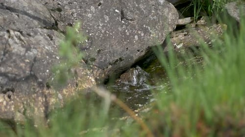 Frisches, sauberes und trinkbares Wasser, das in einem Bach fließt.