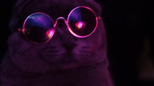 Cool Cat Wearing Glasses