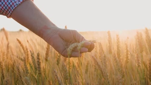 Hand Touching Golden Wheat in a Field