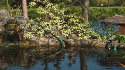A tree branch with fresh green leaves hangs above the artificial pond. Slow-motion parallax shot.