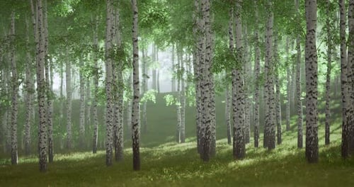 Lush Green Forest with Tall Birch Trees and Sunlight Filtering Through Leaves