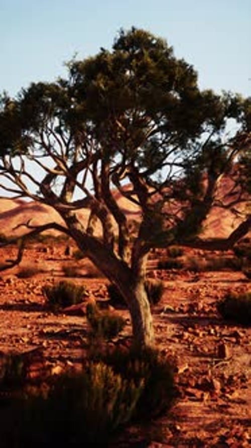 Lone Tree Standing in Nevada Desert