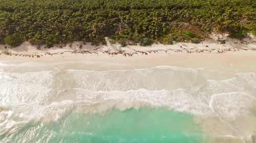 Aerial view of untouched tropical beach with white sand and palm tree jungle