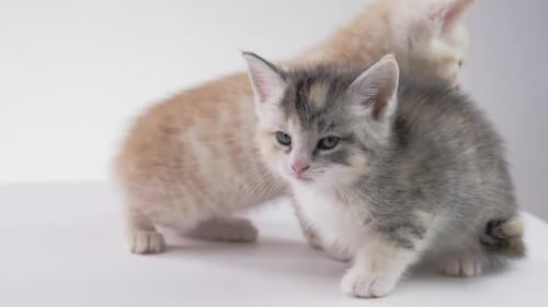 _Fondo blanco -Adorables gatitos bebés sobre fondo blanco -X054 C008 0406NV 001 2\_1_