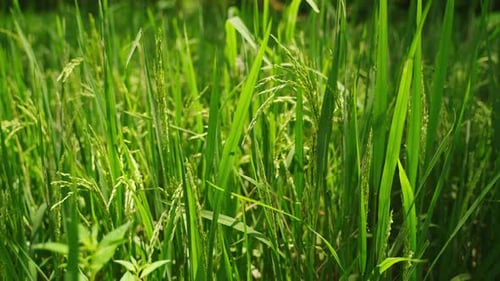 Green Rice Ears Sway in Breeze at Asian Paddy Field Closeup of Plants Growing on Farm Sustainable